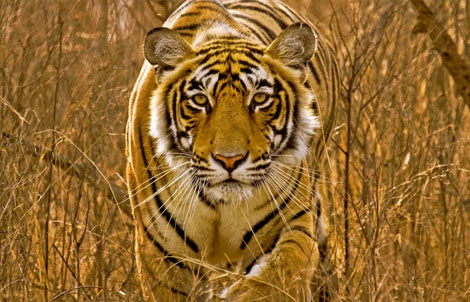 Golden Triangle With Ranthambor 5N/6Days