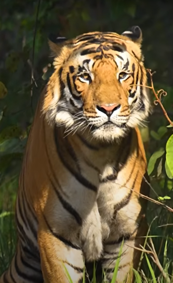 Golden Triangle Ranthambore With Ajmer & Pushkar 6Night/7Days