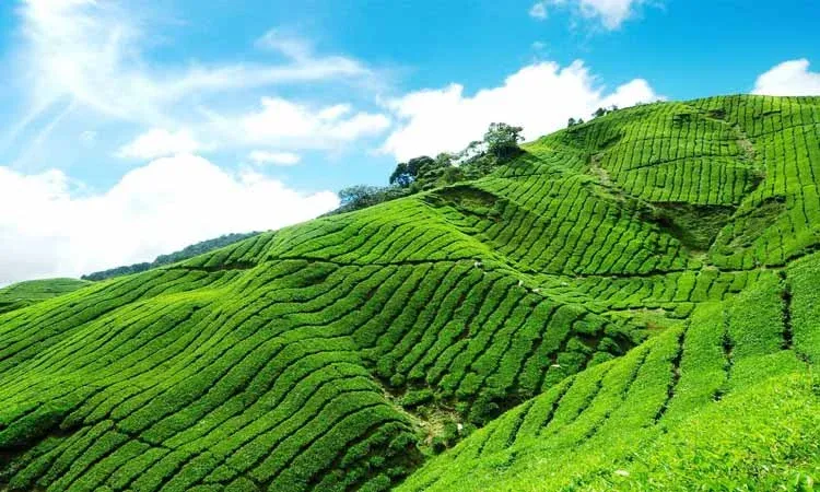 Day 4: Nainital to Ranikhet