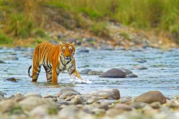 Day 2: Jim Corbett Jungle Safari and Sightseeing