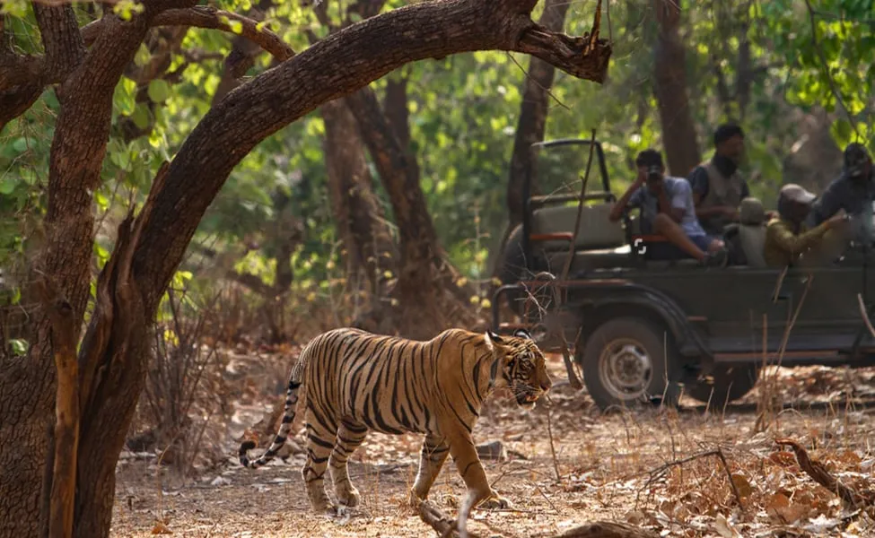 Day 4: Ranthambore Jungle Safari and Jaipur