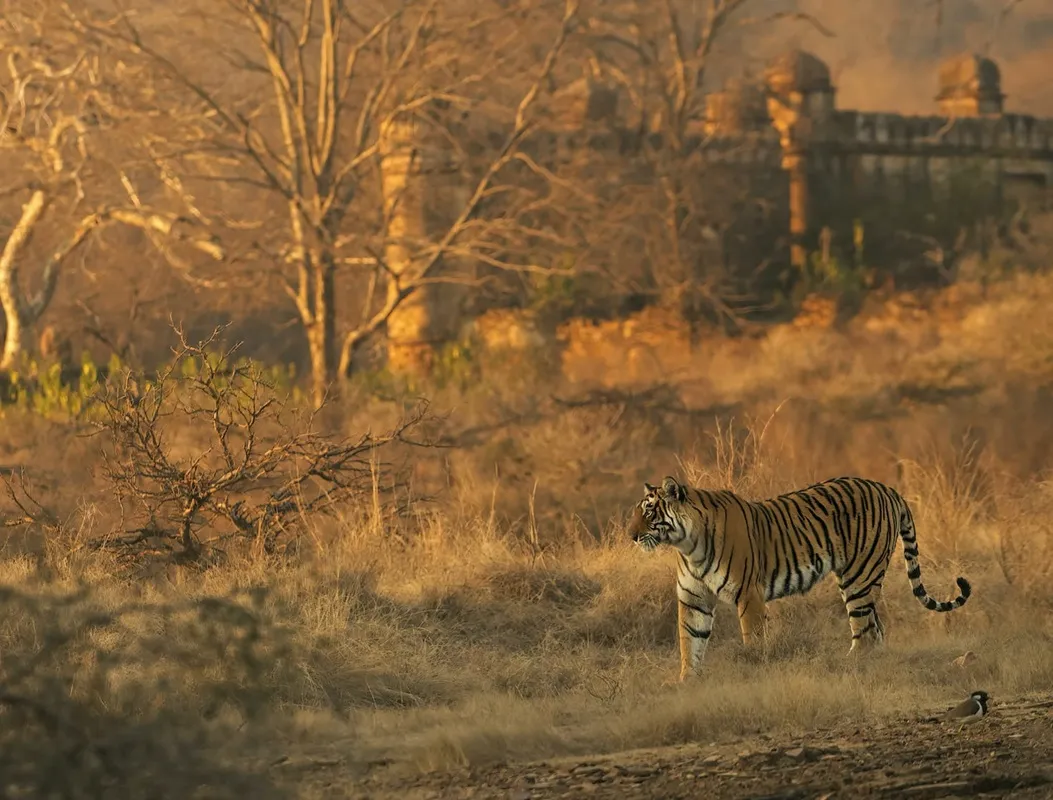 Golden Triangle Ranthambore With Ajmer & Pushkar 6Night/7Days