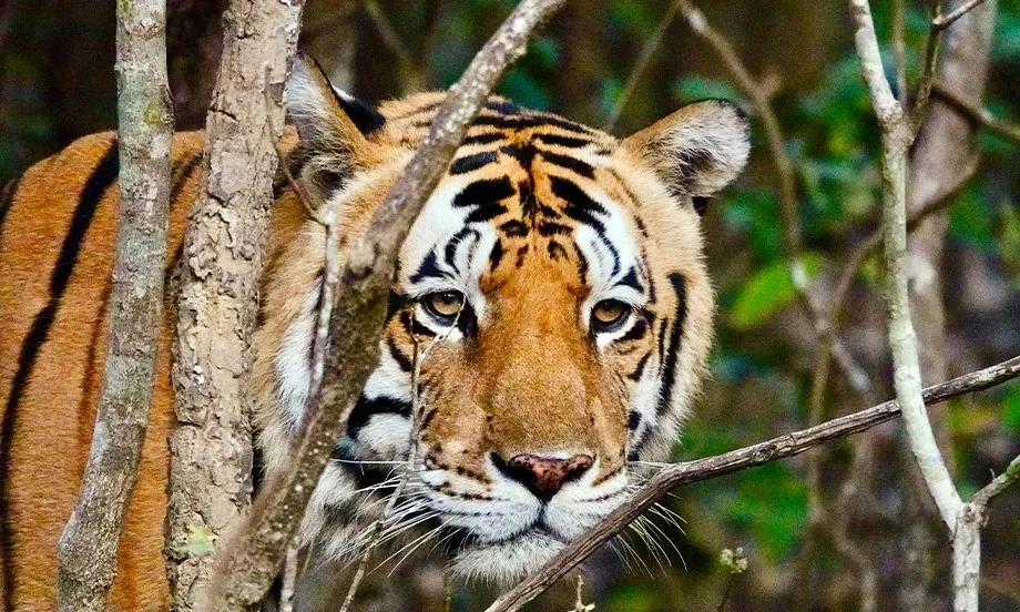 Exploring Golden Triangle with Taj Tiger and Temples 11 Nights / 12 Days